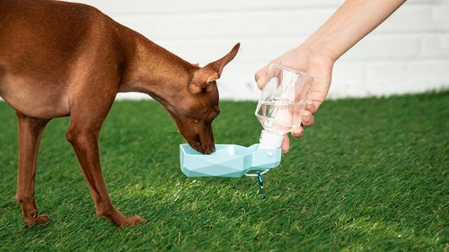 HydraPaw™ Portable Dog Water Bottle | Leak-Proof Travel Bowl