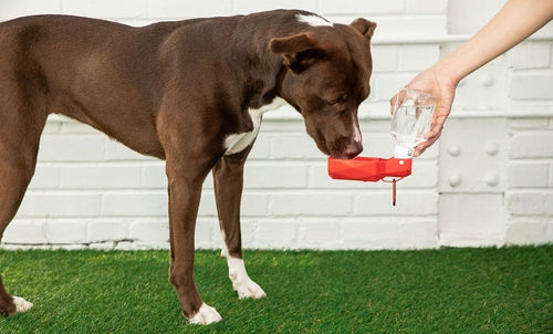 HydraPaw™ Portable Dog Water Bottle | Leak-Proof Travel Bowl